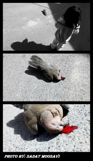 آیات القرمزی...پرنده ی صلح کشته شده!